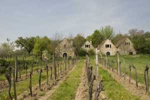 Winery and vineyard